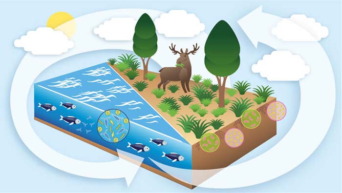 تعاملات زیستی (Biotic Interactions)